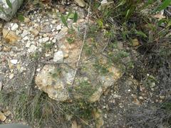 Aspalathus juniperina juniperina