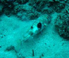 Parupeneus pleurostigma