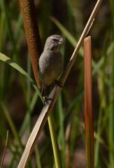 Crithagra albogularis