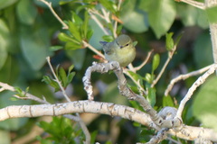 Phylloscopus nitidus