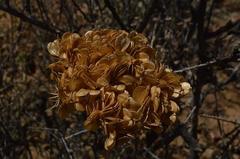 Cynorhiza