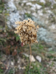 Allium decipiens quercetorum