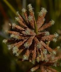 Afroscirpoides dioeca