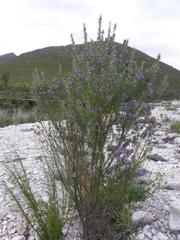Psoralea ivumba