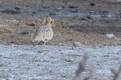 Pterocles coronatus