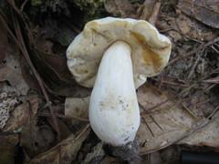 Tylopilus rhoadsiae
