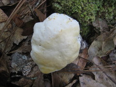 Tylopilus rhoadsiae
