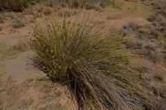 Afroscirpoides dioeca