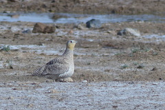Pterocles coronatus