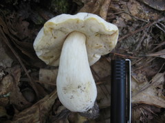 Tylopilus rhoadsiae