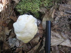 Tylopilus rhoadsiae