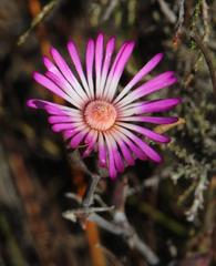 Lampranthus spiniformis