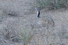 Chlamydotis macqueenii