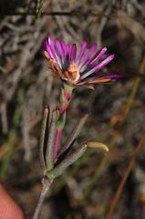 Lampranthus spiniformis