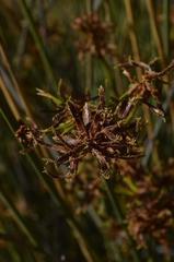 Cyperus marginatus