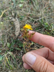 Hypericum linarioides