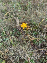 Hypericum linarioides
