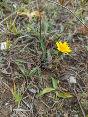 Leontodon biscutellifolius