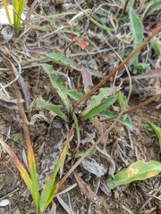 Leontodon biscutellifolius