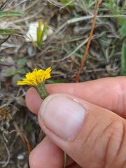 Leontodon biscutellifolius