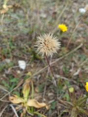 Leontodon biscutellifolius