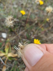 Leontodon biscutellifolius