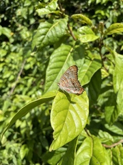 Anartia jatrophae semifusca
