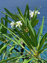 Plumeria alba