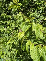 Anartia jatrophae semifusca