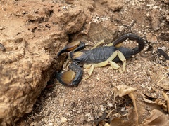 Opistophthalmus