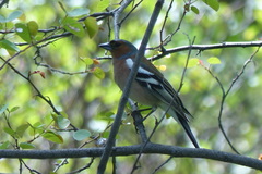 Fringilla coelebs transcaspia