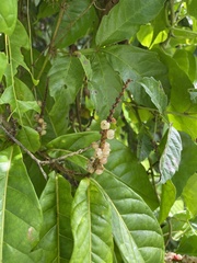 Coccoloba venosa