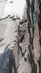 Sceloporus