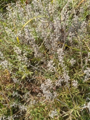 Thymus dzevanovskyi