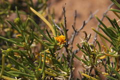Pteronia pallens