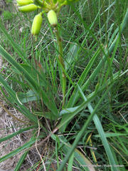 Aloe linearifolia