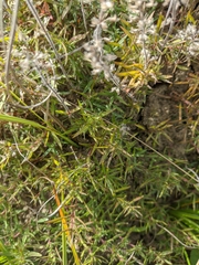 Thymus dzevanovskyi