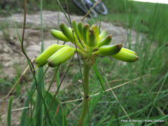 Aloe linearifolia
