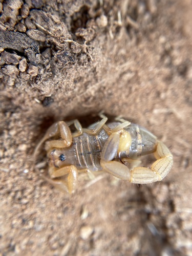 Common Lesser-Thicktail Scorpion