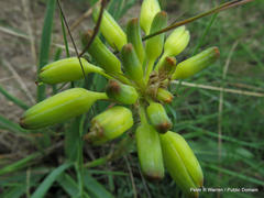 Aloe linearifolia