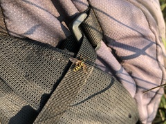 Mixogaster breviventris