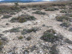 Ptilostemon echinocephalus