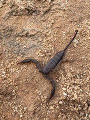 Hadogenes phyllodes