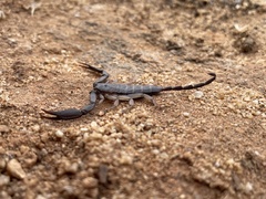 Hadogenes phyllodes