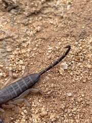 Hadogenes phyllodes