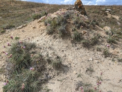 Ptilostemon echinocephalus