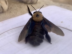 Xylocopa grisescens