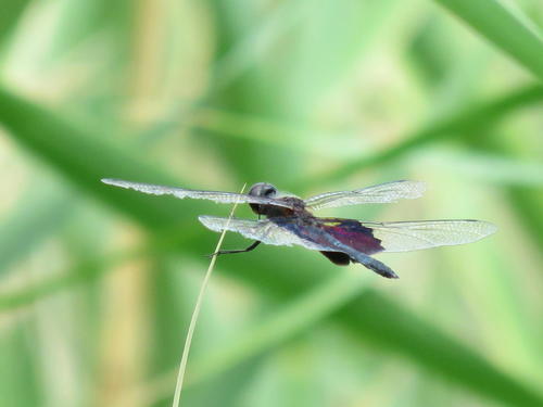 Phantom Flutterer