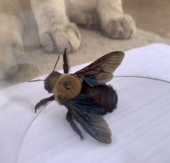 Xylocopa grisescens