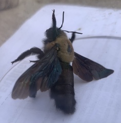 Xylocopa grisescens